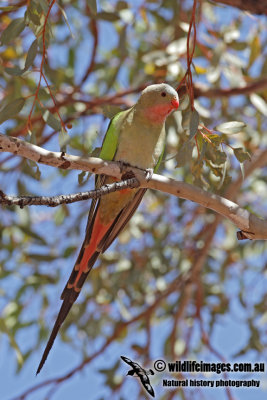 Princess Parrot 1920.jpg