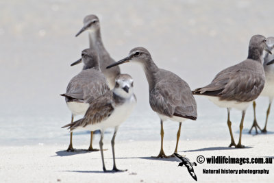 Grey-tailed Tattler 9124.jpg