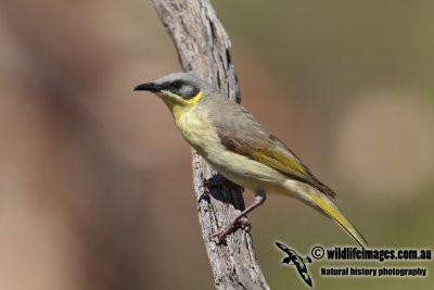 Grey-headed Honeyeater 5690L.jpg