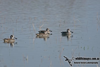 Pink-eared Duck a7065.jpg