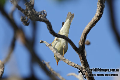 Arctic Warbler 9306.jpg