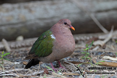 Emerald Dove 5298.jpg