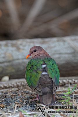 Emerald Dove 5346.jpg