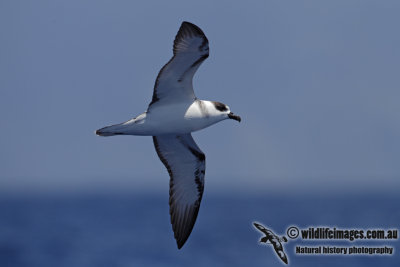 White-necked Petrel 6795.jpg