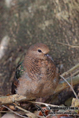 Emerald Dove 9128.jpg