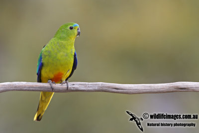 Orange-bellied Parrot a6661.jpg