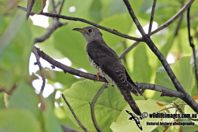 Indian Cuckoo 9615.jpg