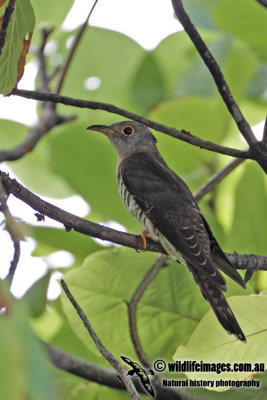 Indian Cuckoo 9627.jpg