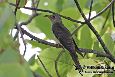 Indian Cuckoo 9637.jpg