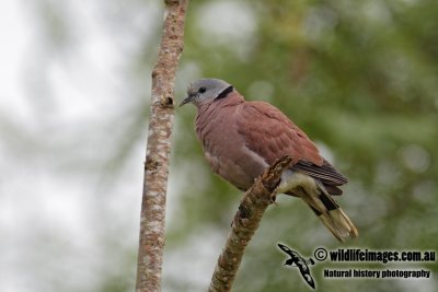 Red Collared Dove 2968.jpg