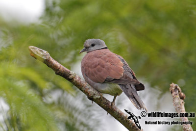 Red Collared Dove 3069.jpg
