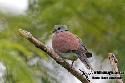 Red Collared Dove (Australian vagrant)