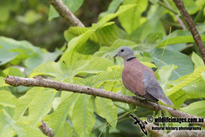 Red Collared Dove 6976.jpg