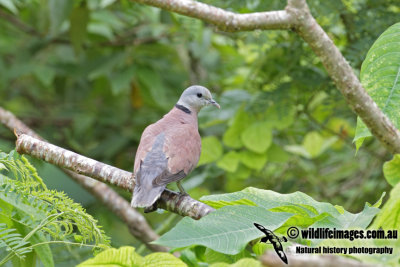 Red Collared Dove 7003.jpg