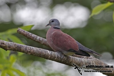 Red Collared Dove a0979.jpg