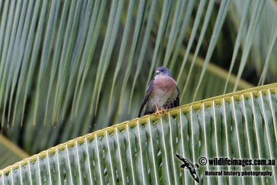 Chinese Sparrowhawk 0714.jpg
