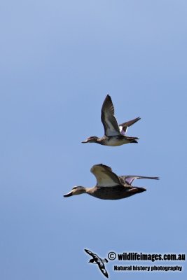 Eurasian Teal 1902.jpg