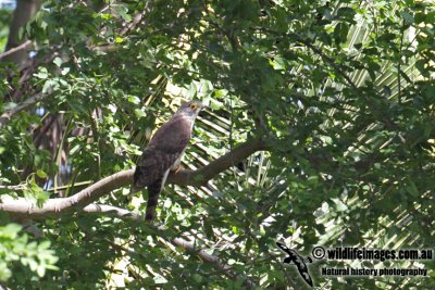 Large Hawk-Cuckoo 2319.jpg