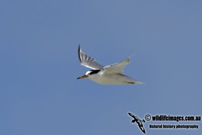 Saunder'sTern 9908.jpg