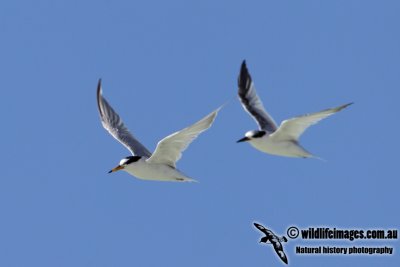 Saunder'sTern 9914.jpg