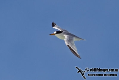 Saunder'sTern a7877.jpg