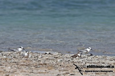 Saunder'sTern a7860.jpg