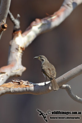 White-lined Honeyeater 1325.jpg