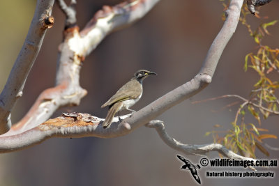 White-lined Honeyeater 1335.jpg