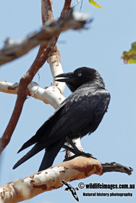 Torresian Crow 0644.jpg