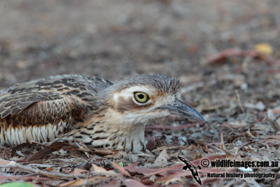 Bush Stone-Curlew 1063.jpg