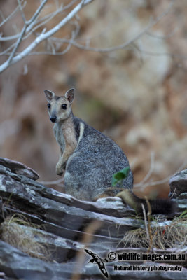 Wilkins' Rock-wallaby 9716.jpg