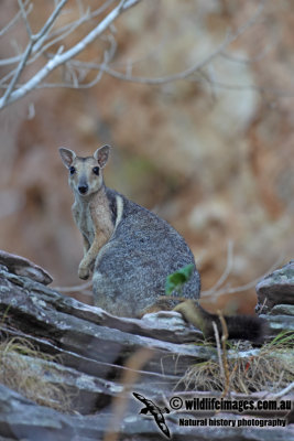 Wilkins' Rock-wallaby 9749.jpg