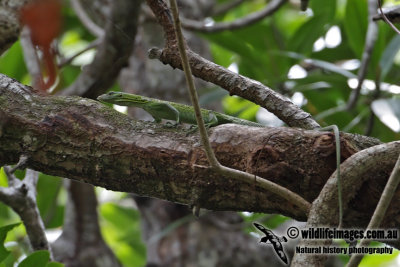 Varanus prasinus 8035.jpg