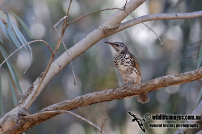 Bar-breasted Honeyeater 0810.jpg