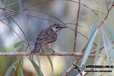 Bar-breasted Honeyeater 0834.jpg