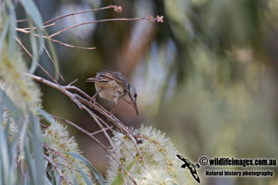 Bar-breasted Honeyeater 0869.jpg