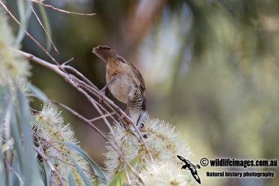 Bar-breasted Honeyeater 0872.jpg