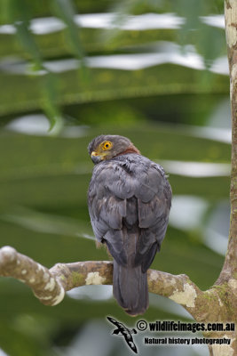 Christmas Island Goshawk 4810.jpg