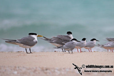 Common Tern 2488.jpg