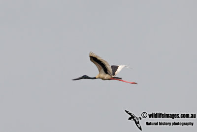 Black-necked Stork 7868.jpg