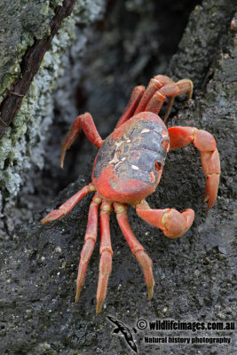 Christmas Island Red Crab 3174.jpg