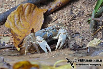 Christmas Island Blue Crab 3305.jpg
