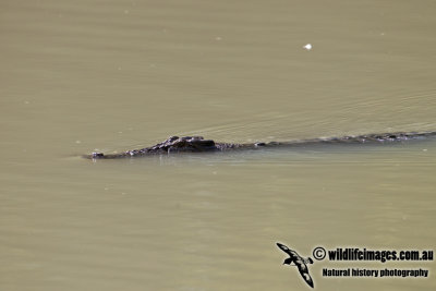Crocodylus porosus 0353.jpg