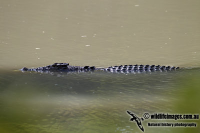 Crocodylus porosus 0357.jpg