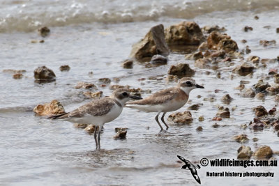 Greater and Lesser Sand Plovers 7496.jpg