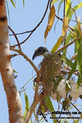 Silver-crowned Friarbird 0537.jpg