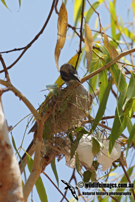 Silver-crowned Friarbird 0544.jpg