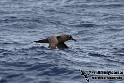 Sooty Albatross 8884.jpg