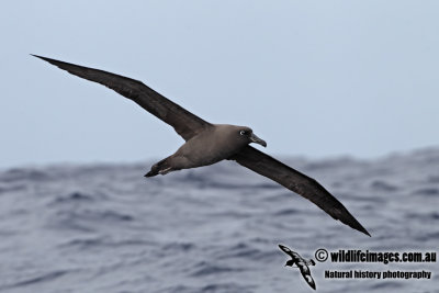 Sooty Albatross 8906.jpg