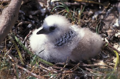 Red-tailed Tropicbird s0824.jpg